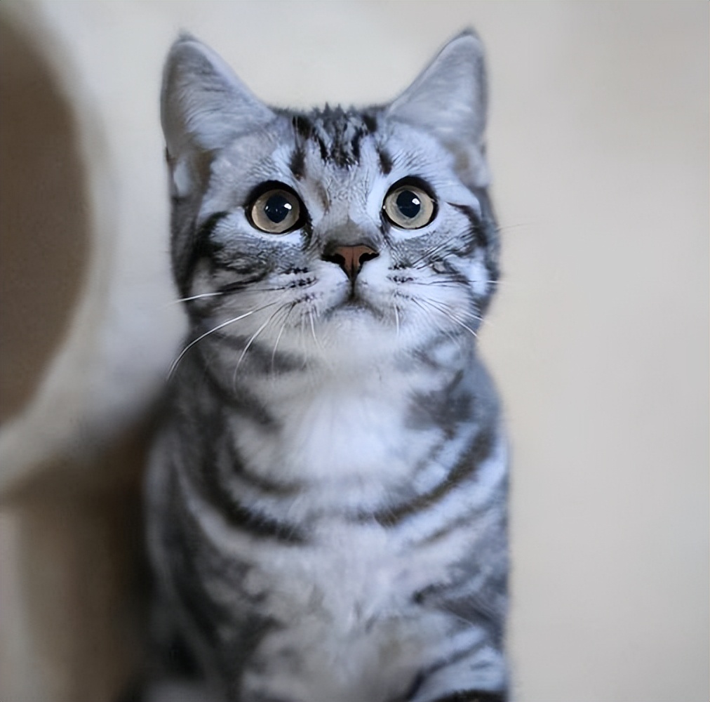 比较便宜好养的猫种,公认最好养的这几种猫值得入手