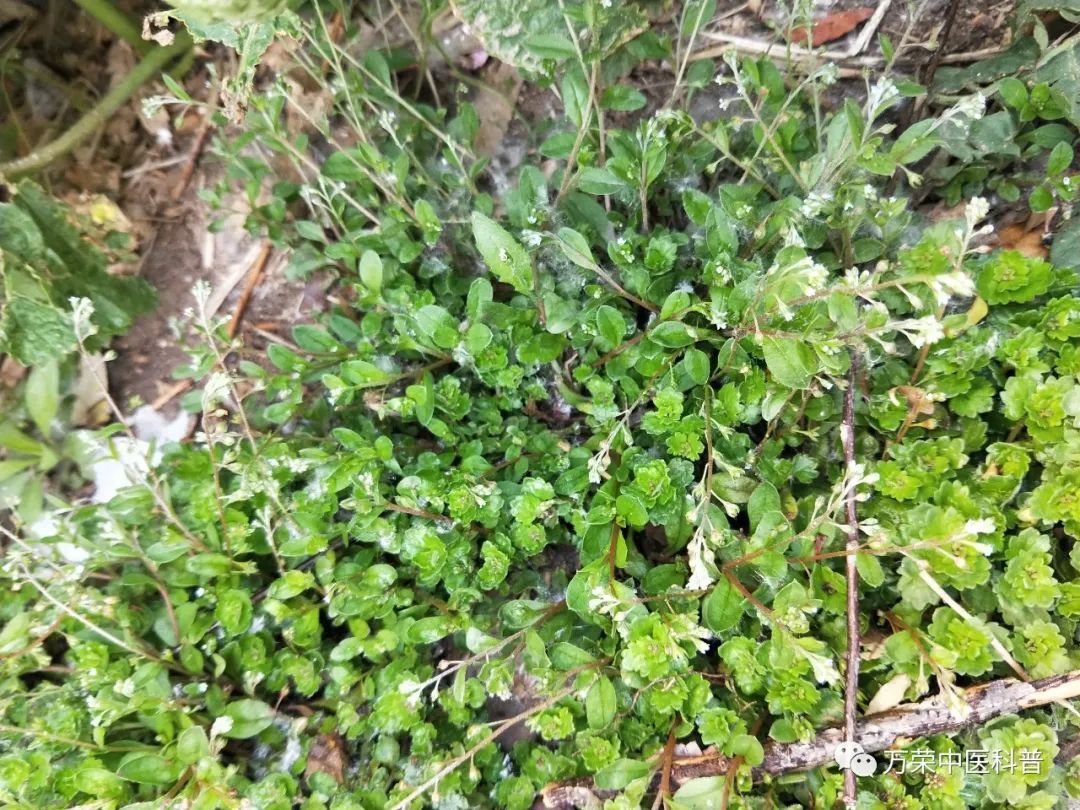 植物幼苗的发展过程详细,植物的幼苗在生长过程中