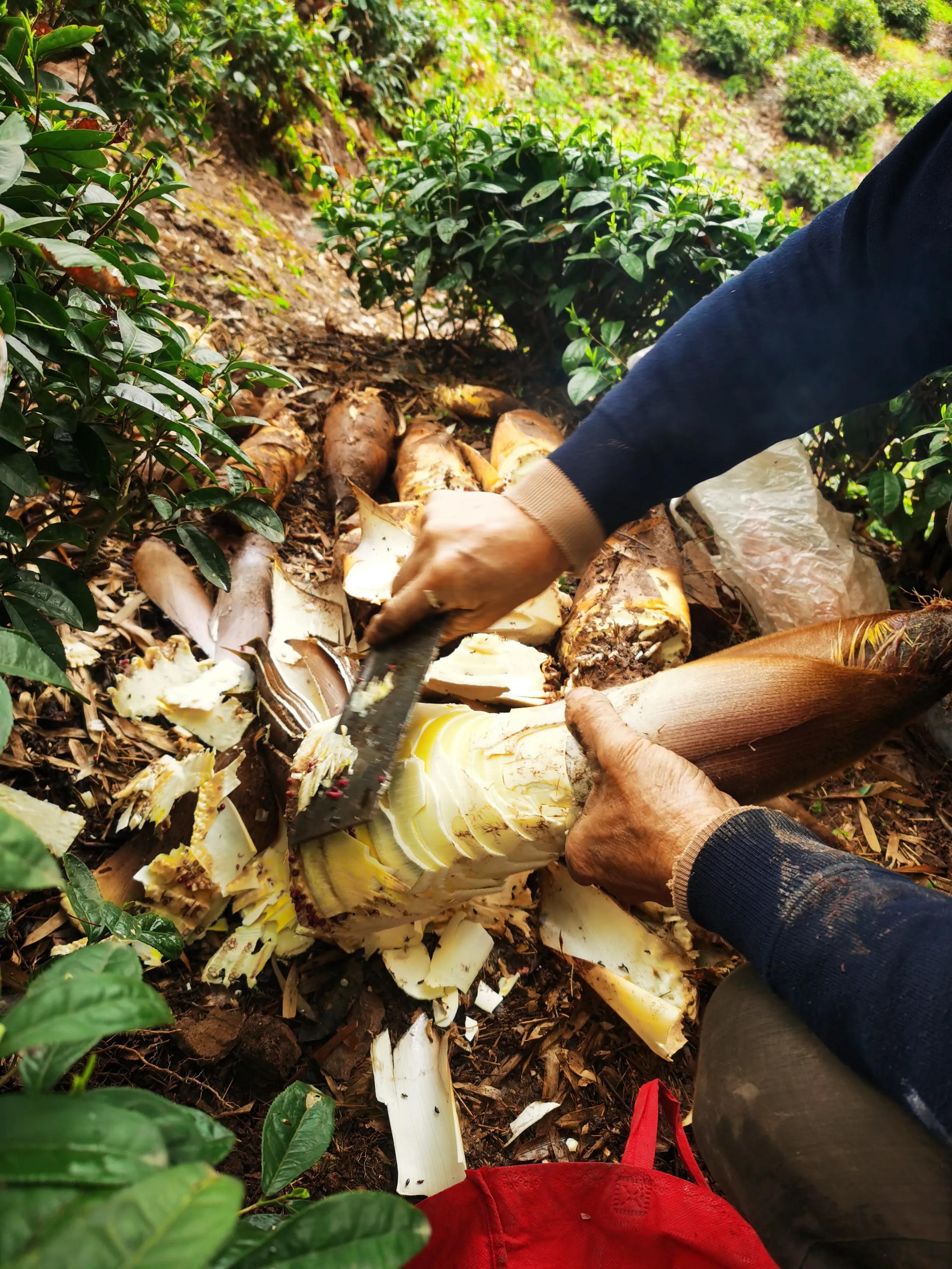 绍兴特产笋丝梅干菜的做法,绍兴特产笋丝梅干菜自产自销