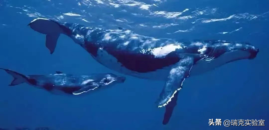 为什么狗狗交配前会先闻屁股，看似尴尬的小动作，却充满科学知识