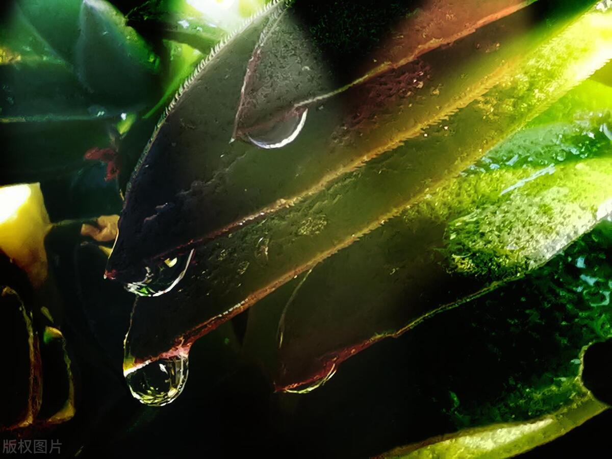 老年人半夜睡觉嘴干发苦什么情况,中老年人夜里睡觉嘴巴干