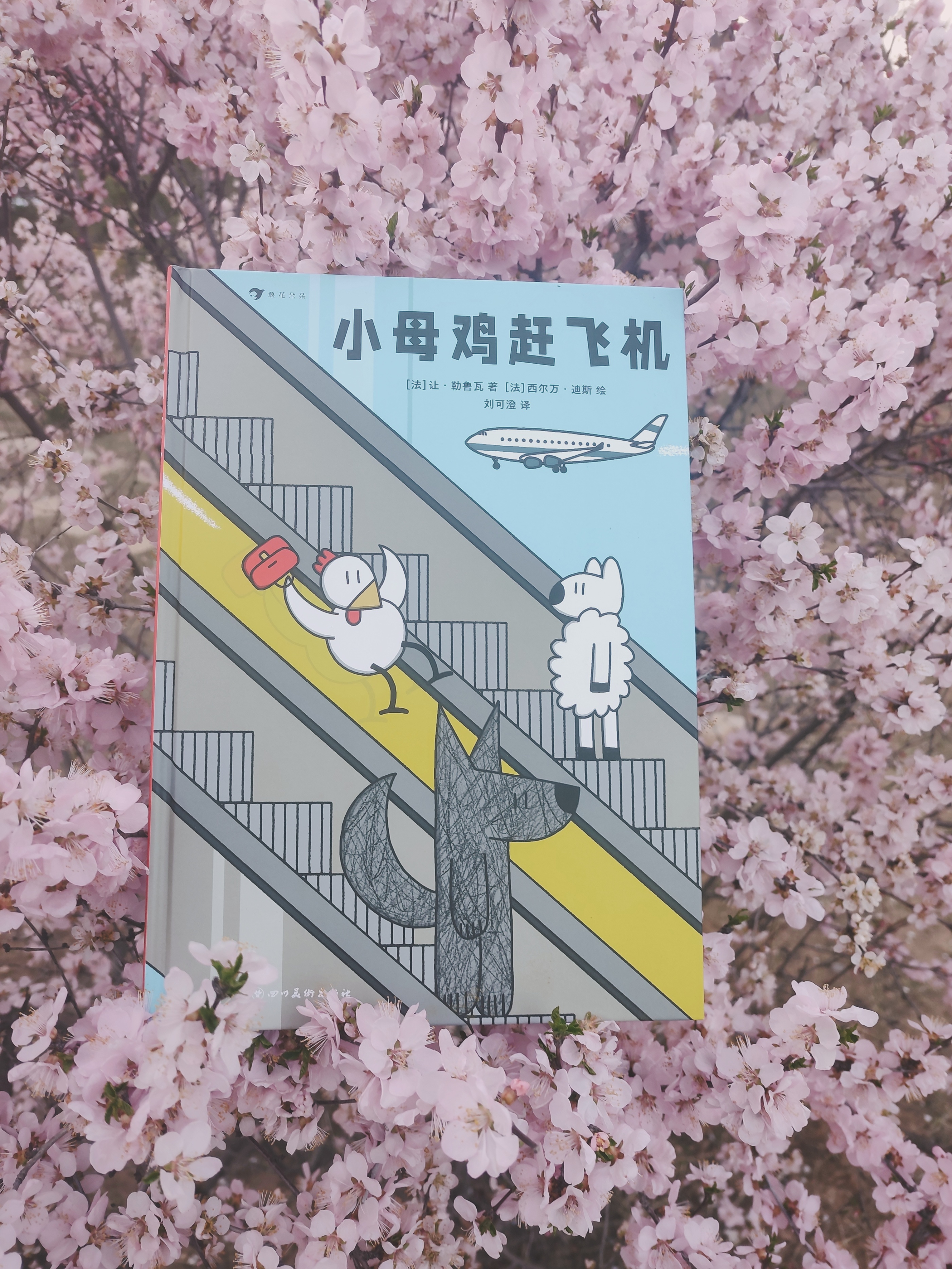 小母鸡怎么培养,小母鸡赶飞机