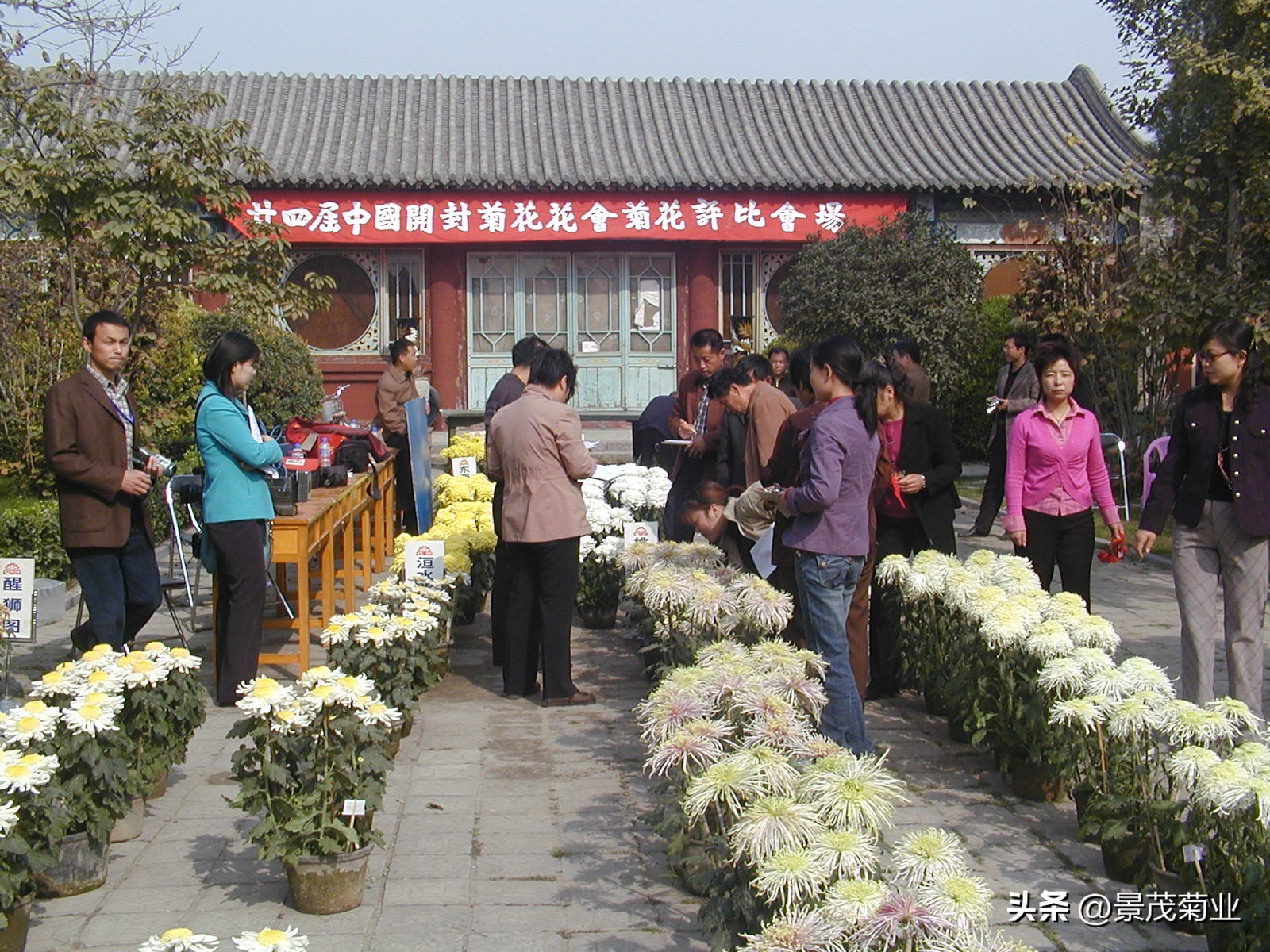 菊花的物态文化、行为文化与精神文化