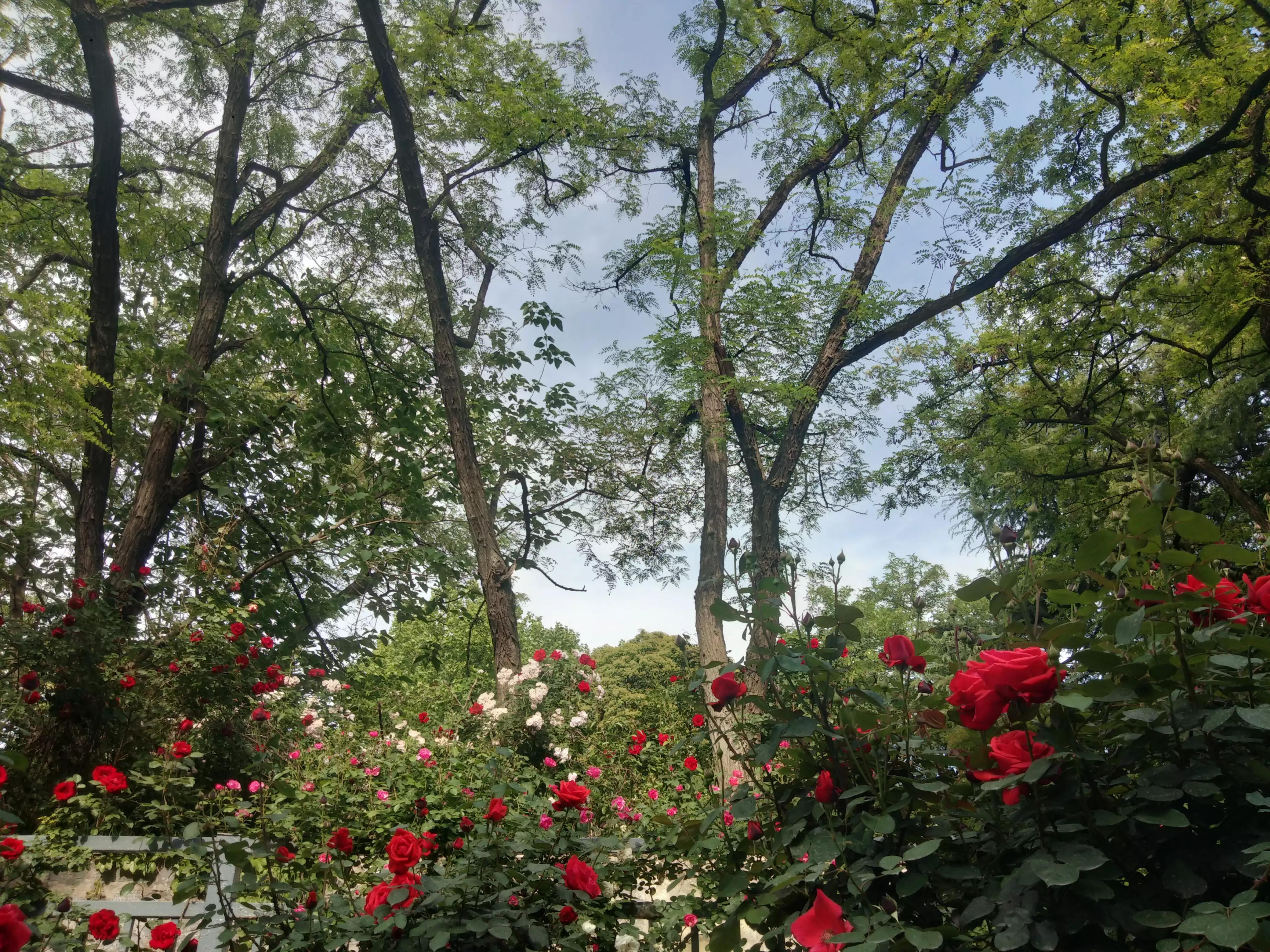 赠人玫瑰手有余香的英语,赠人玫瑰手有余香作文