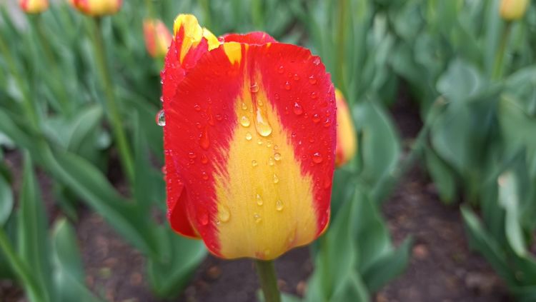 郁金香高贵典雅姿态万千,淡雅郁金香