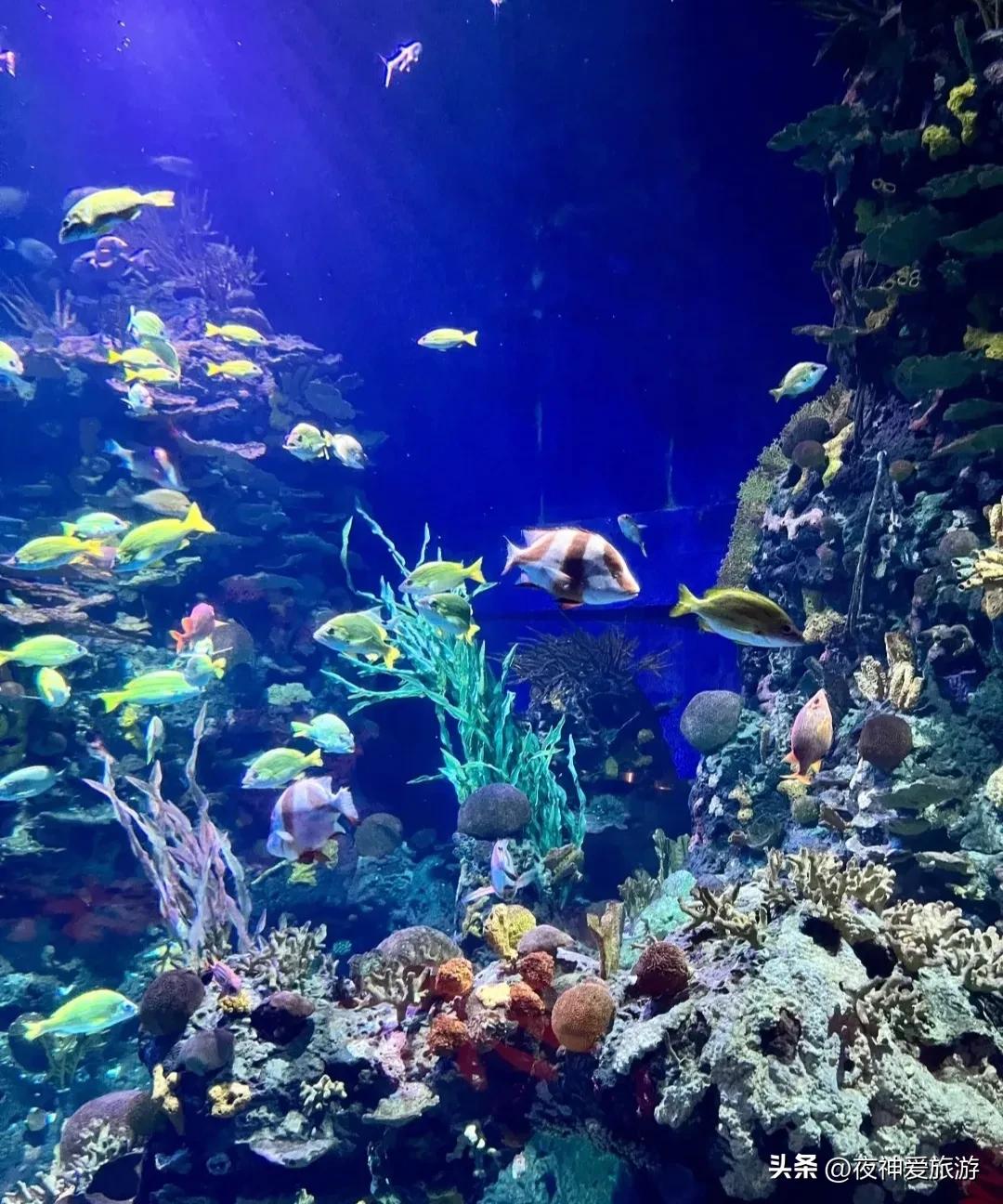 长风海洋世界和水族馆哪个好玩,上海长风海洋水族馆