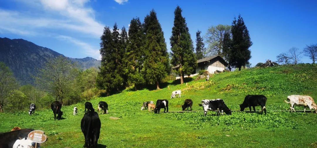 峨边黑竹沟篝火晚会,火把节彝族打歌展演