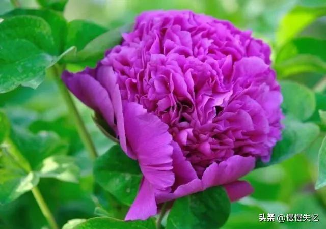 历代咏牡丹花诗词大全,关于牡丹花的古诗刘禹锡