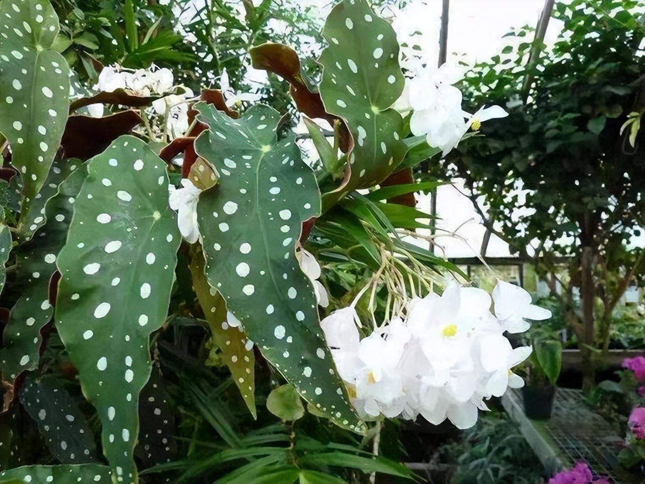 好养的喜阴花有哪些室内,哪些花喜阴不见阳光也可以生长