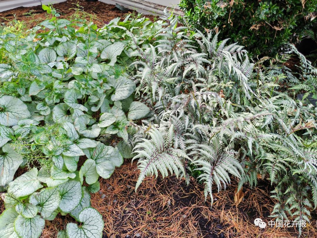 宿根花卉栽培,宿根花卉的栽培管理