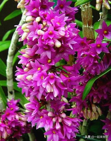 澳洲香水石斛的催花方法,石斛花如何催花