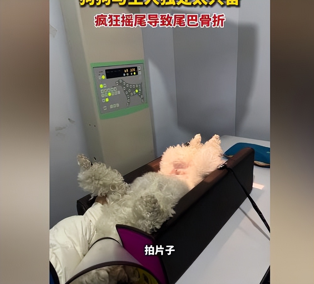 狗狗与女主人打闹玩耍,狗狗跟主人赌气却忍不住摇尾巴