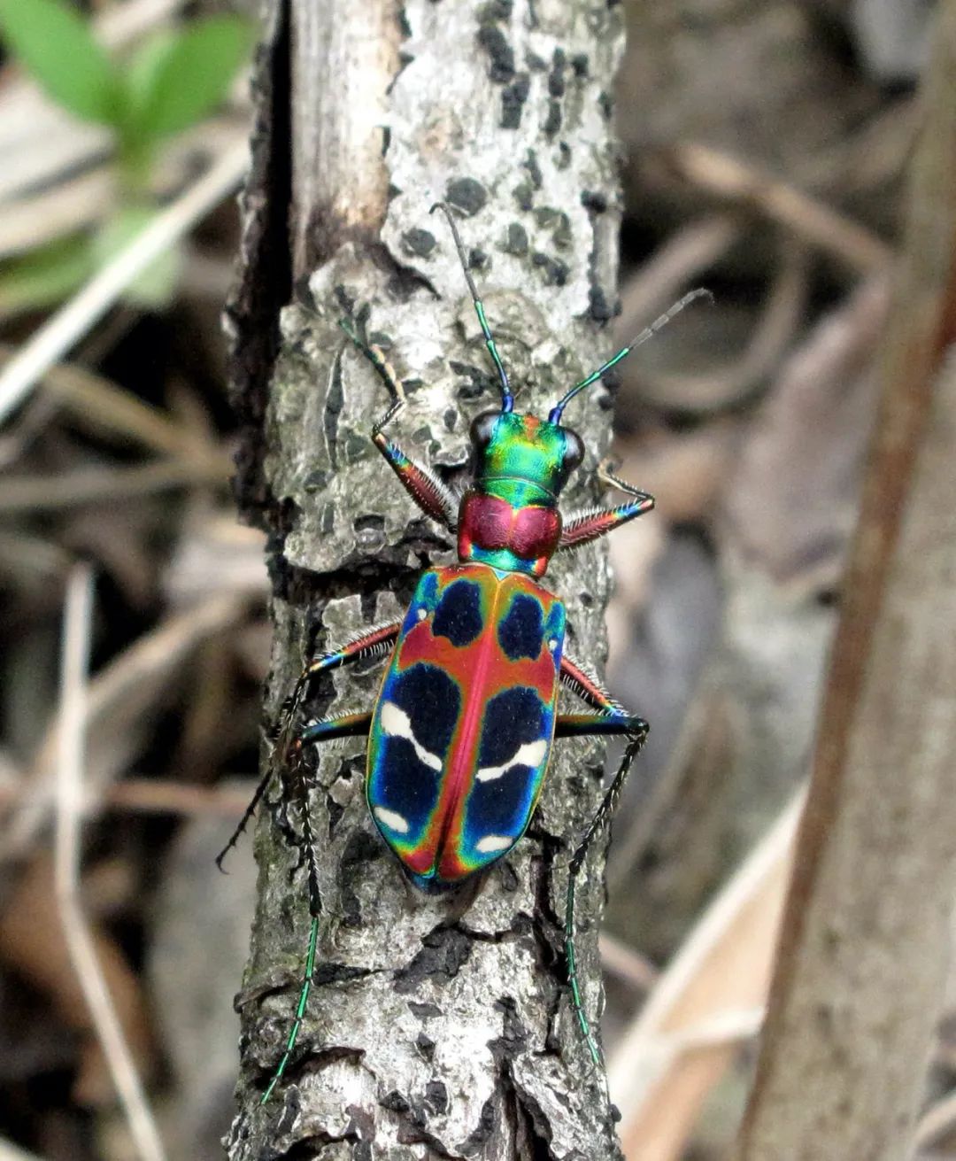 四明山华顶杜鹃,浙东华顶杜鹃群落