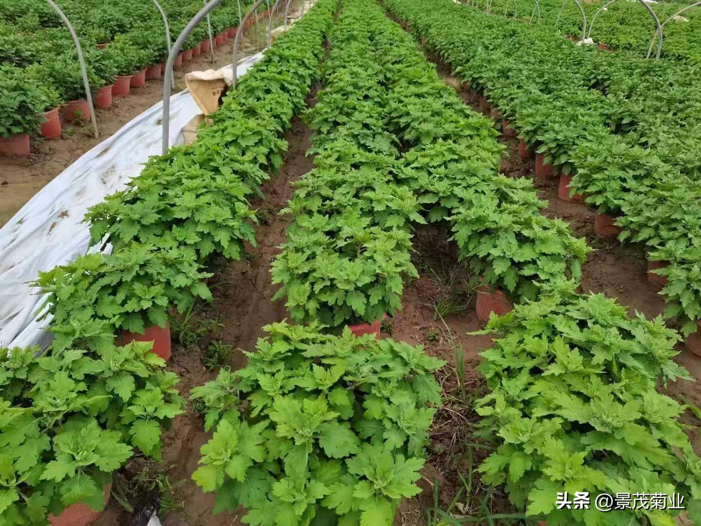 菊花叶子在变黄用什么治,菊花得了锈病叶子还能恢复吗