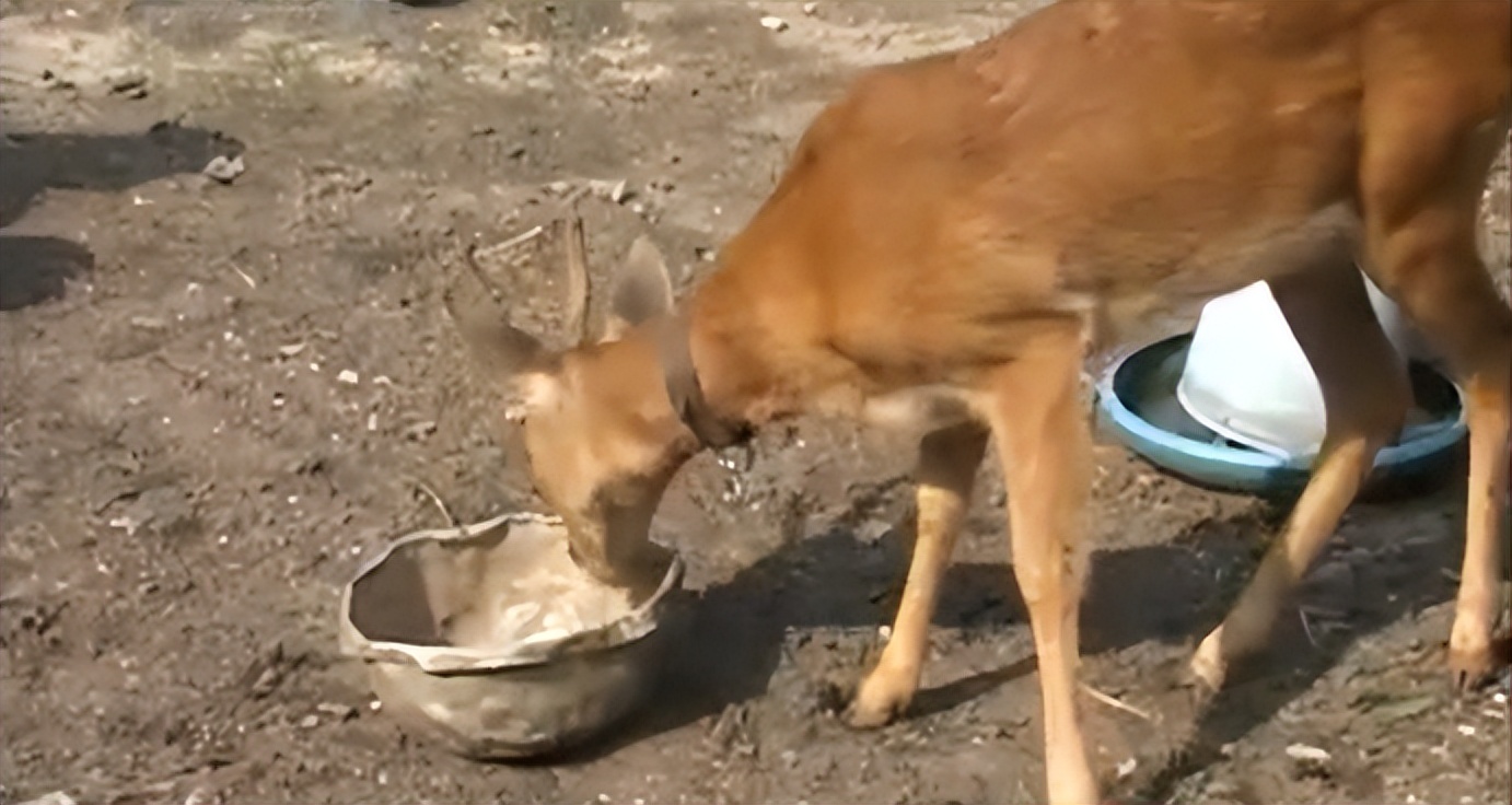 吉林男子野外捡鹿,吉林男子捡到小鹿