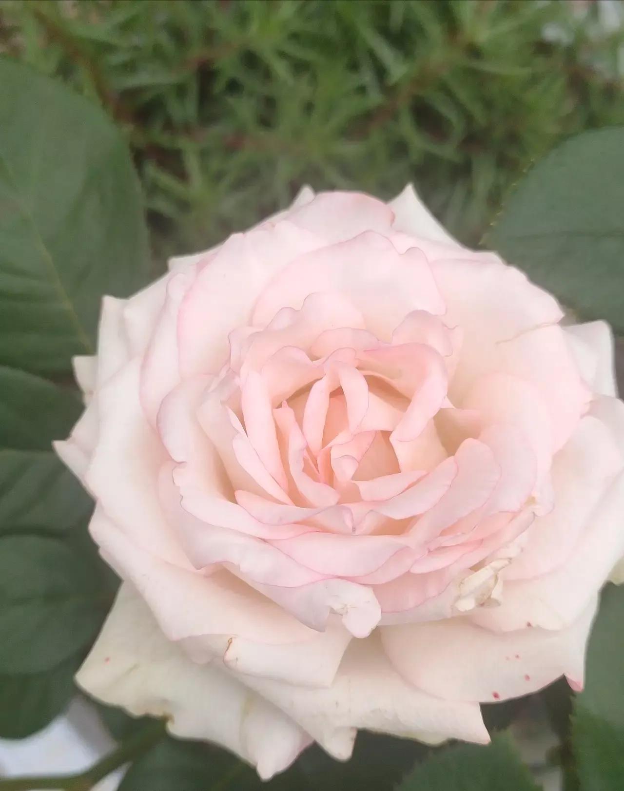 想要拥有自己的一间花店,好想拥有这样的一间花店