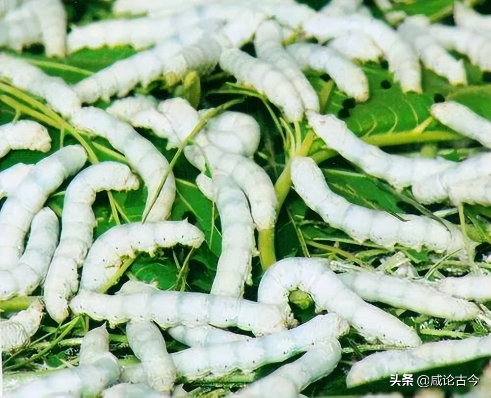 蚕宝吐丝要多久,蚕吐丝主要在哪个阶段