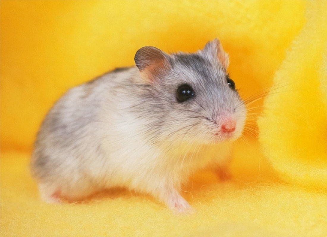 仓鼠的一生全集,仓鼠的一生好看吗