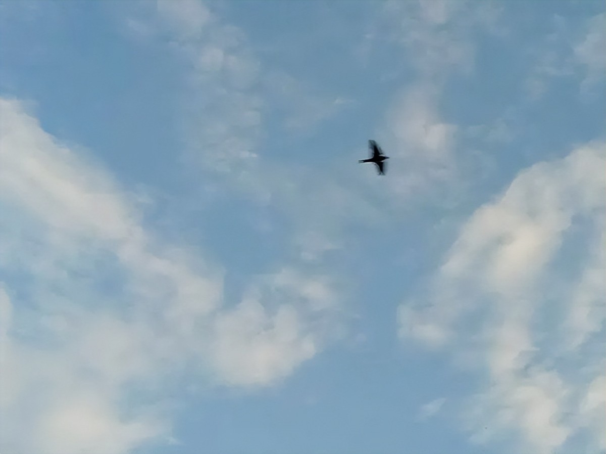 15岁白血病女孩的悲情心愿,4岁白血病女孩临死前说的话