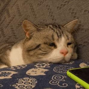 如何知道猫咪应激症状得到缓解,猫咪应激反应会出现哪些症状