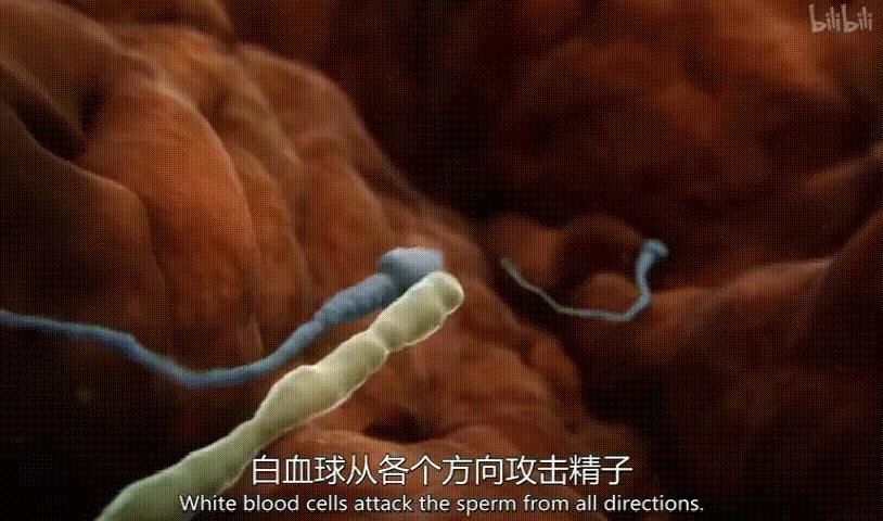 如果你不知道怎么对孩子进行性教育,一定要带他看这7个教育视频