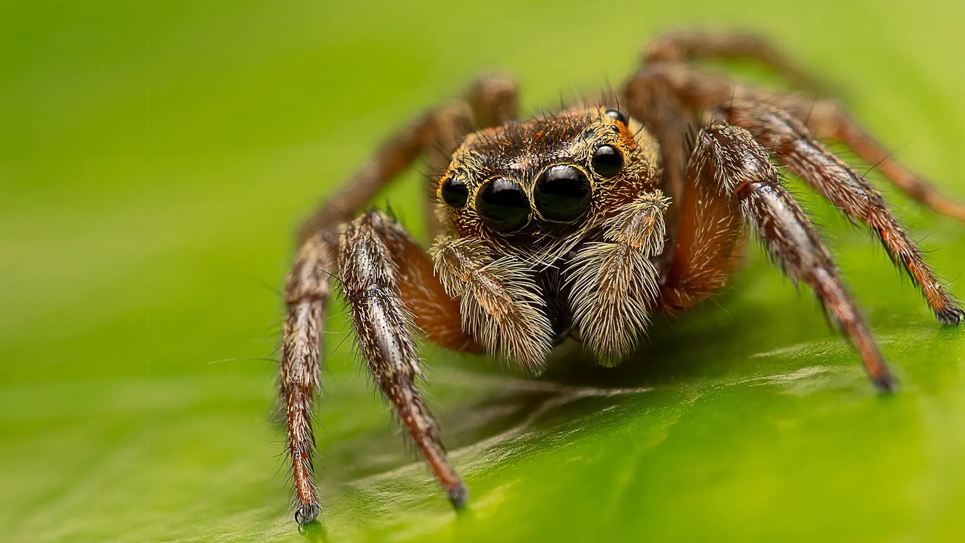 《西游妖物志》：天罗地网蜘蛛精