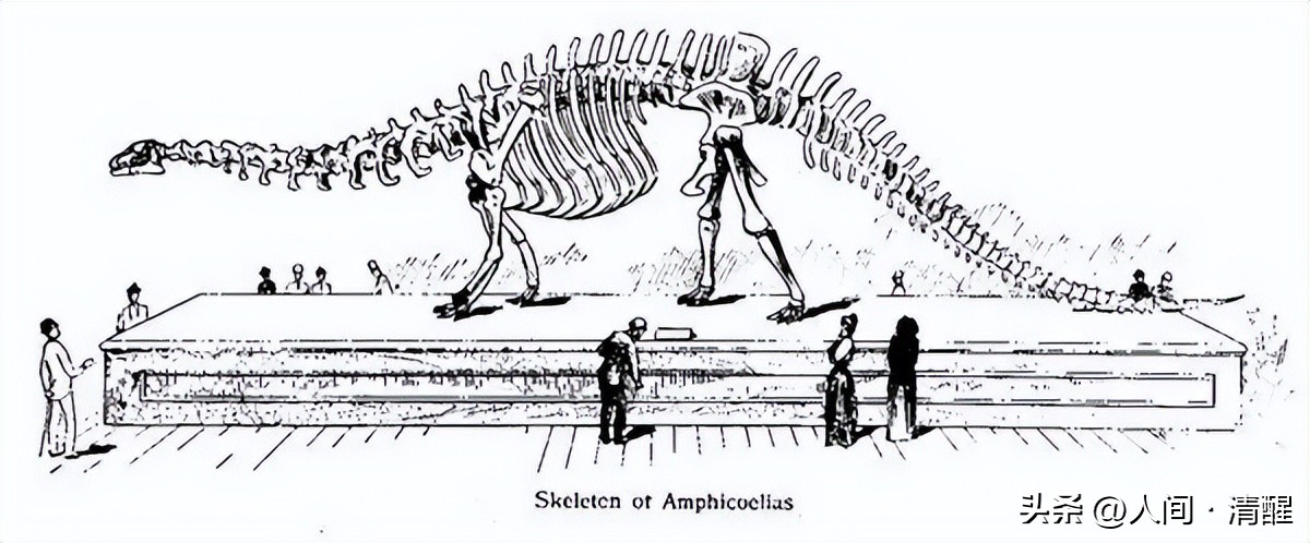 蜥脚类恐龙长什么样子,各种蜥脚类恐龙大小比较