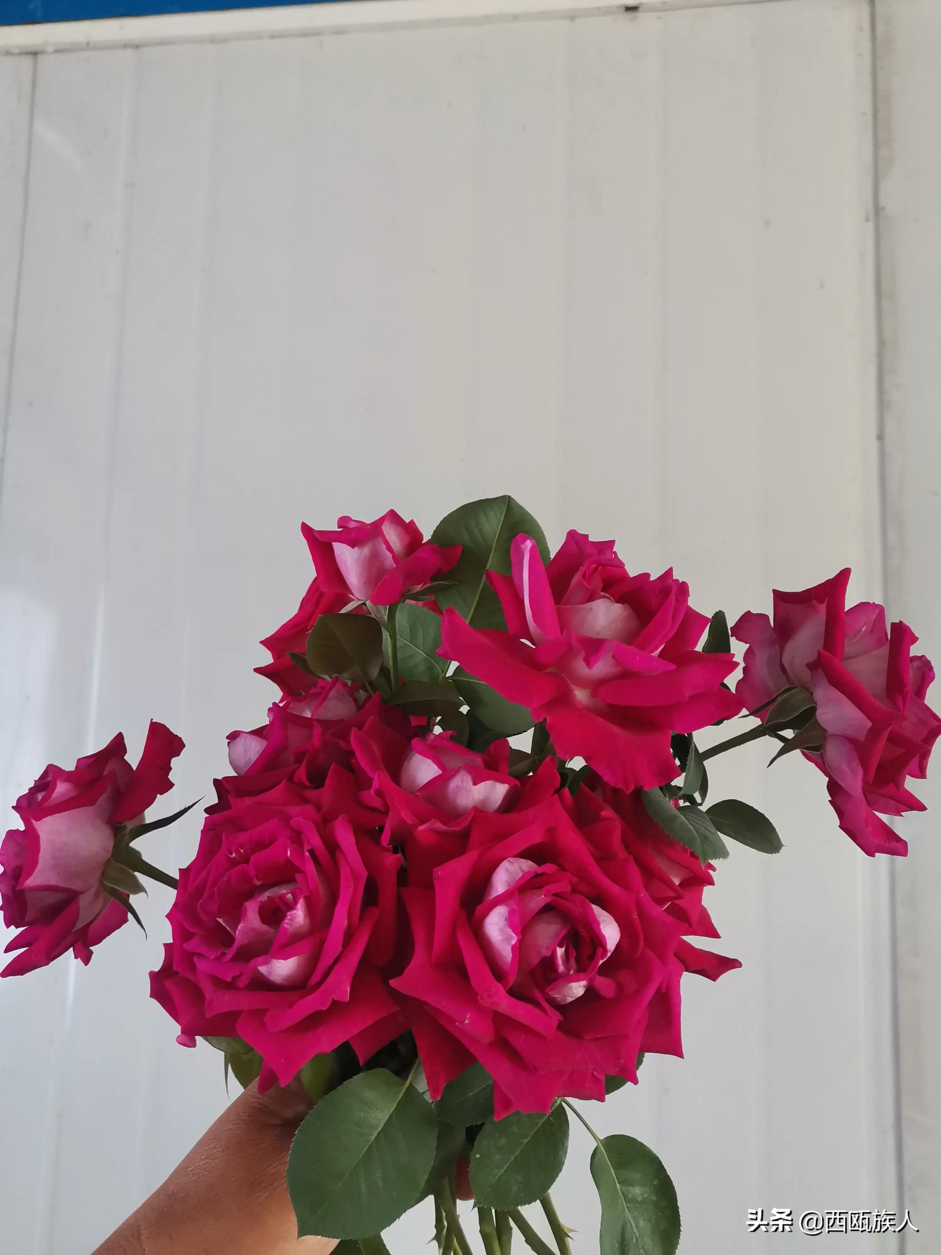 月季花最佳观赏时间,月季花鲜切花养护方法