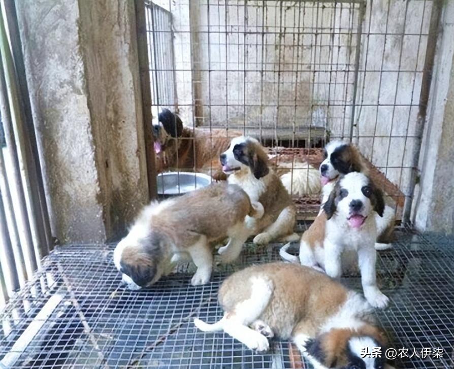 肉狗养殖前景如何,肉狗养殖怎么样操作才能赚钱