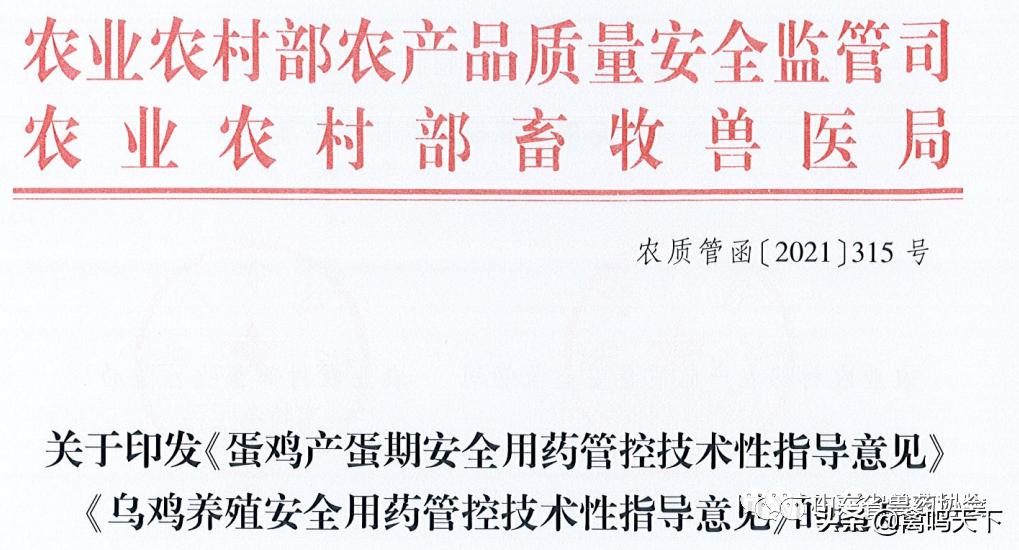 蛋鸡产蛋期可以用的药,炎热夏季蛋鸡产蛋期管理方案