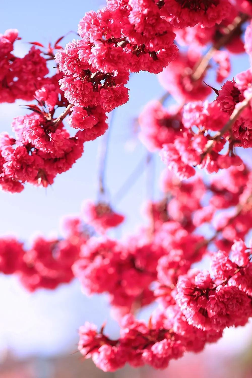 有一种生活叫大理的含义,有一种生活叫大理图片