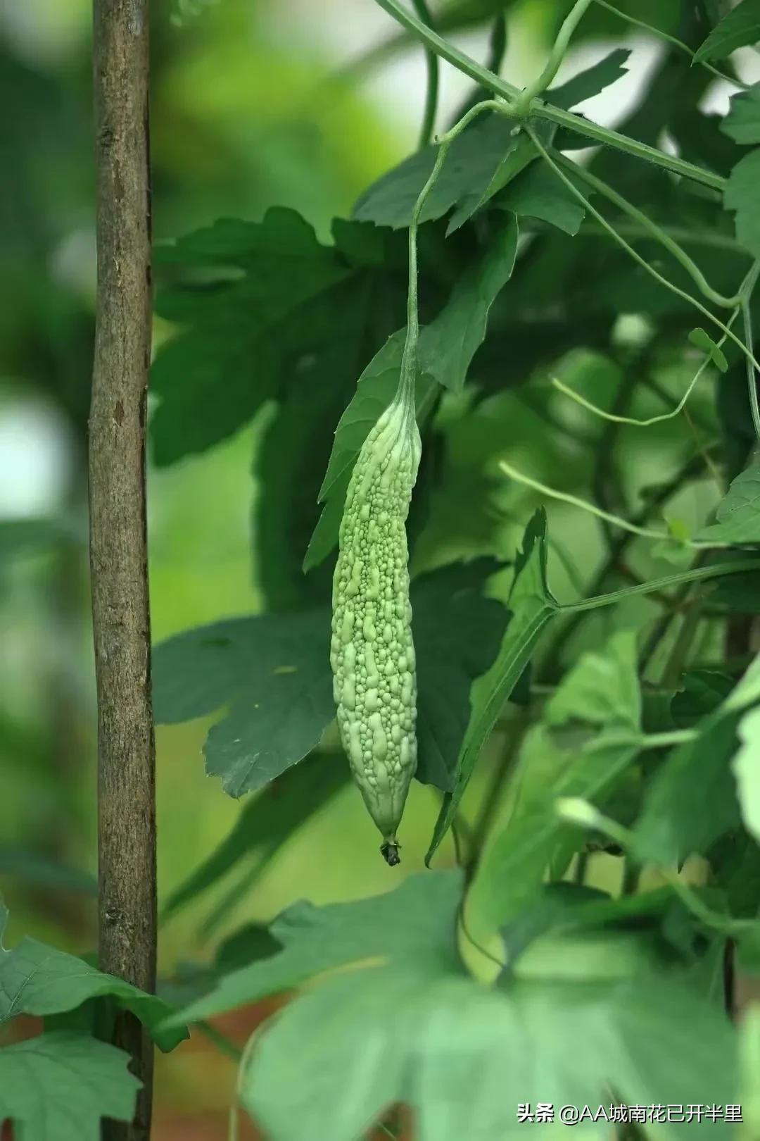 云南农大招生简章火了,云南农大招生简章是什么梗