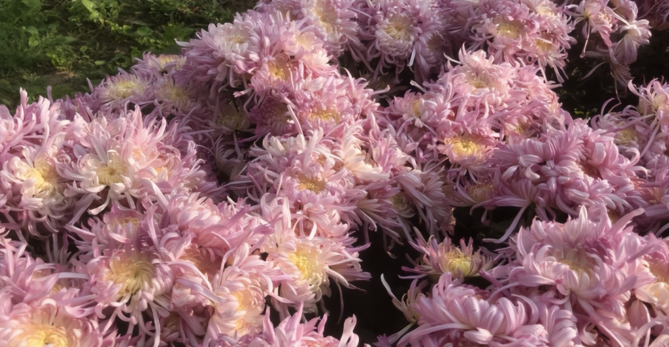 丧葬用的菊花是什么品种,丧葬用的菊花前景如何