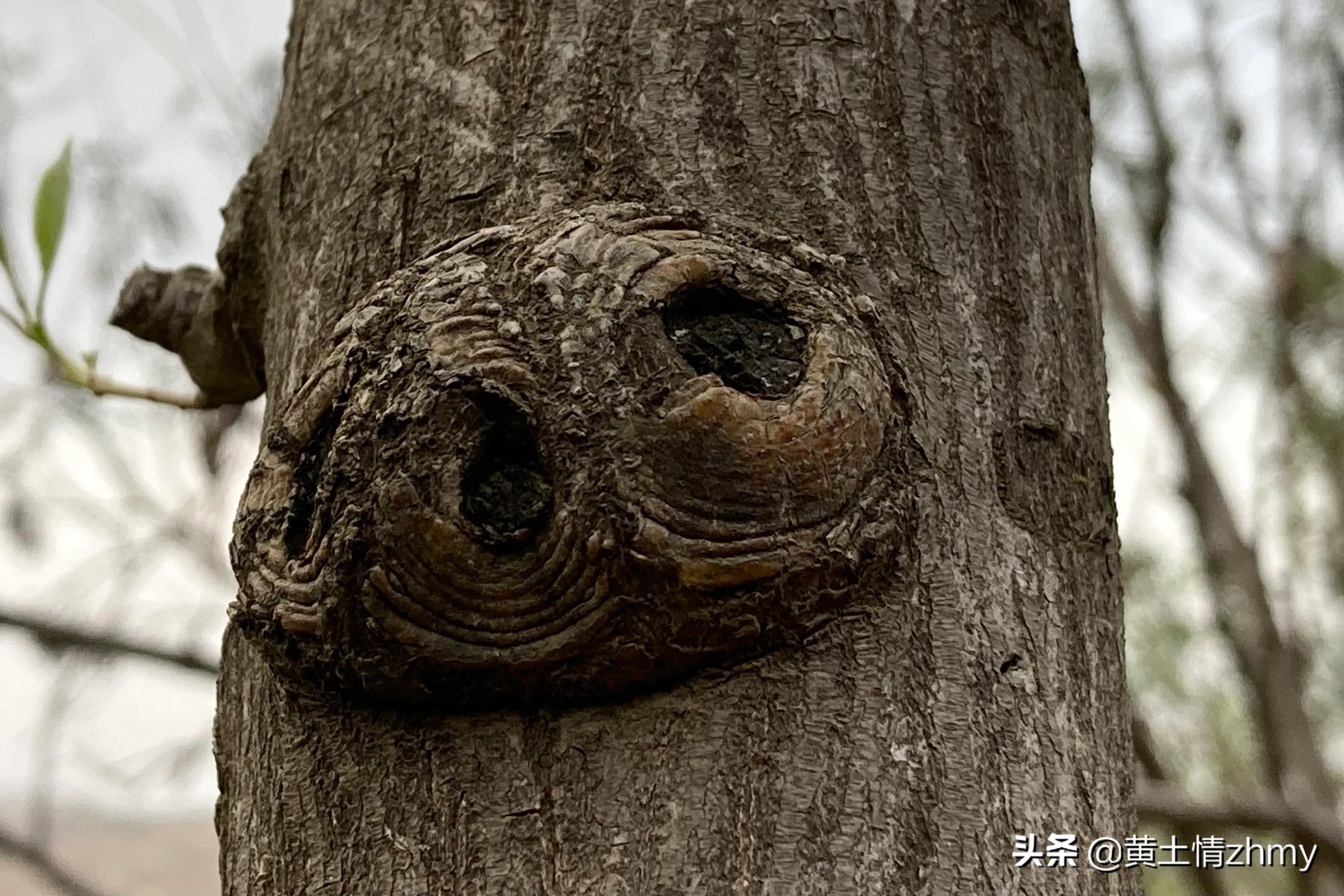 木头瘤疤,奇特的树干造型