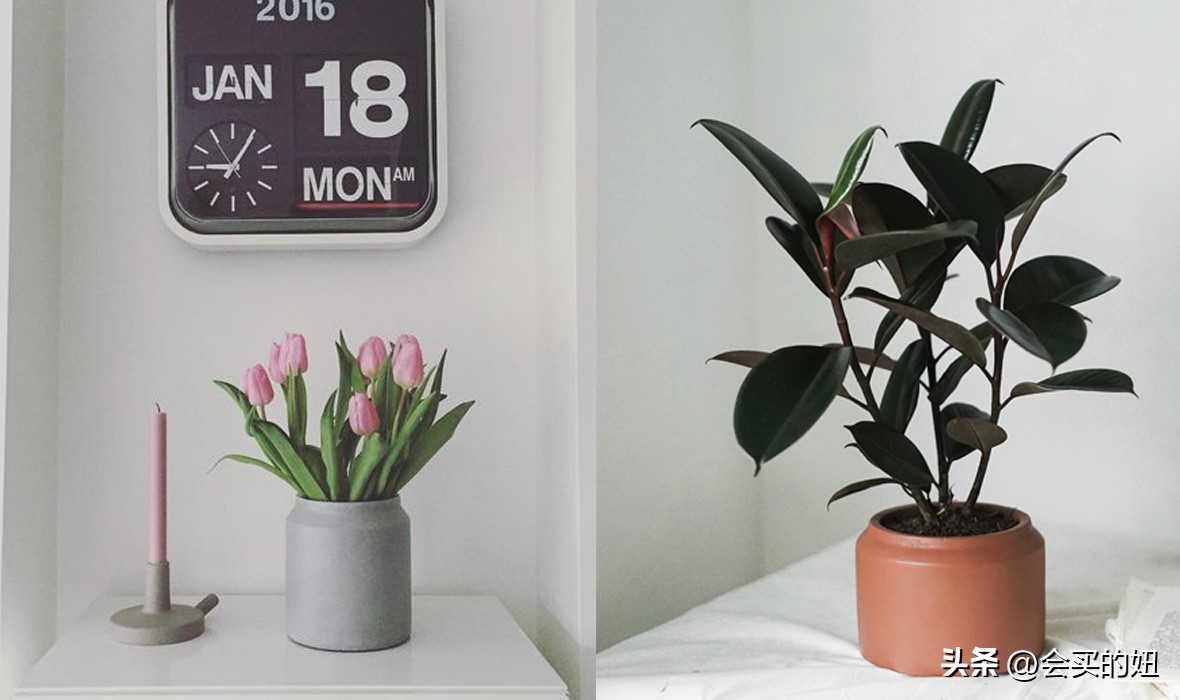 好看的绿植店铺推荐,招财又好养的店铺绿植