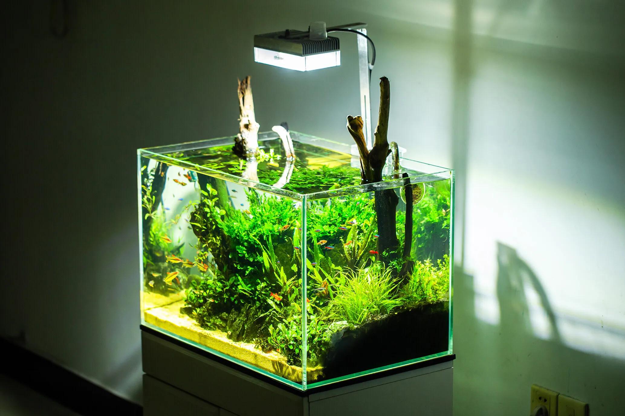 缸起藻了怎么办,缸里长丝藻怎么处理