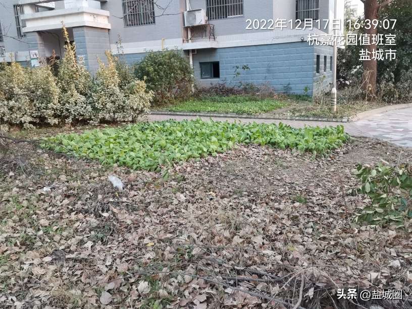 业主控诉小区脏乱,无人管理的小区脏乱差