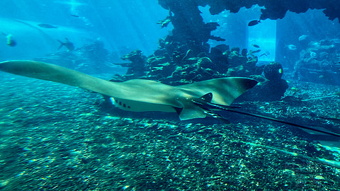 近乎完美的体验｜「三亚海棠湾天房洲际度假酒店」入住报告