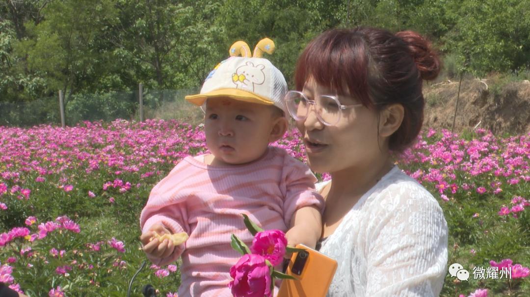 百亩芍药花海吸引人,丰县顺河千亩芍药盛开