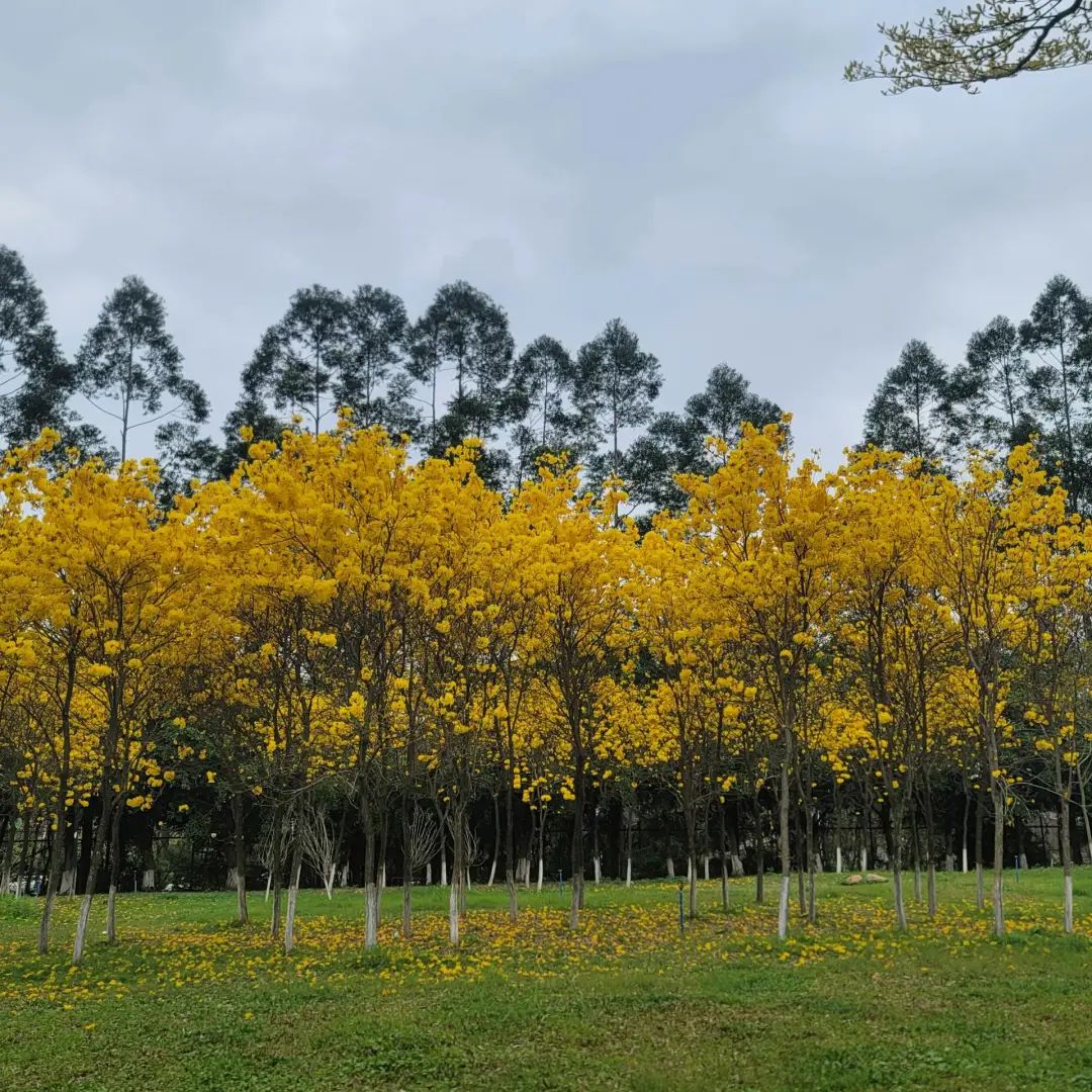 错过了一个秋天,错过了一个春秋
