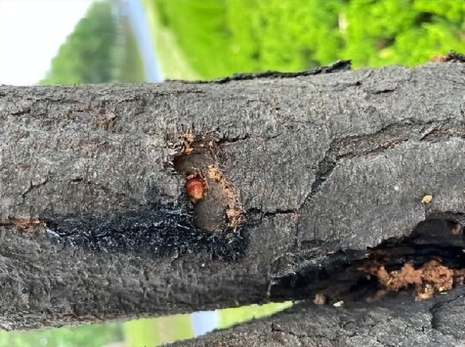 12月份园林绿化养护工作重点,元月份园林养护重点工作