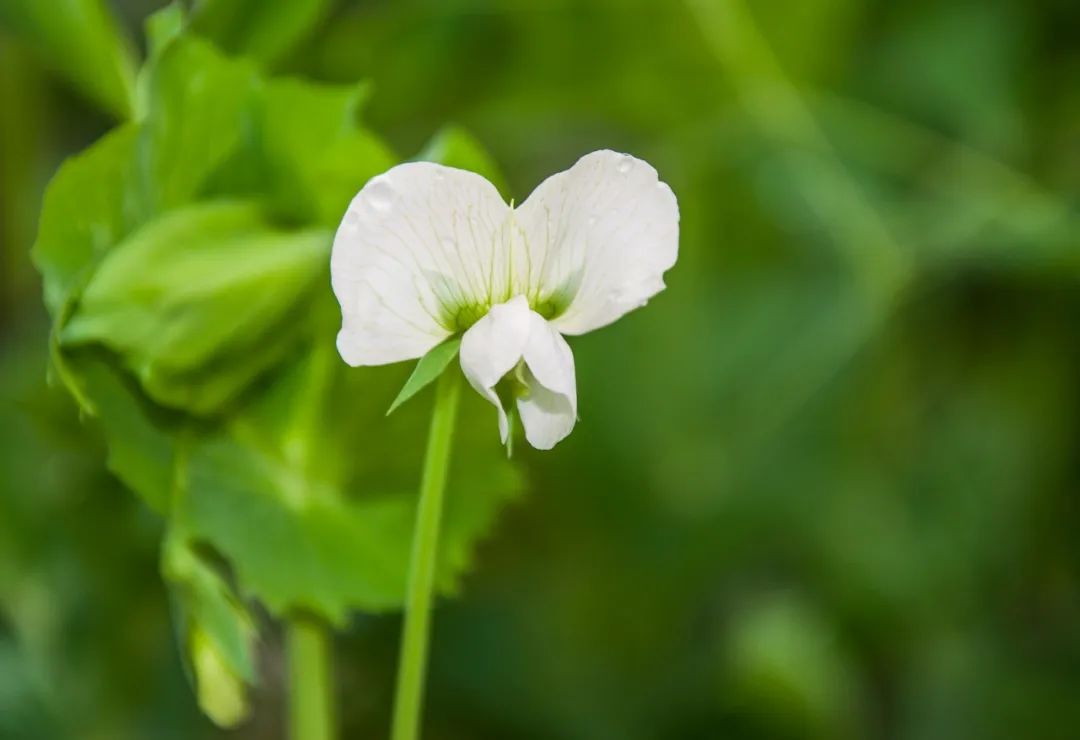 惊艳到你的冷门成语你都知道吗,18个美到骨子里的冷门成语