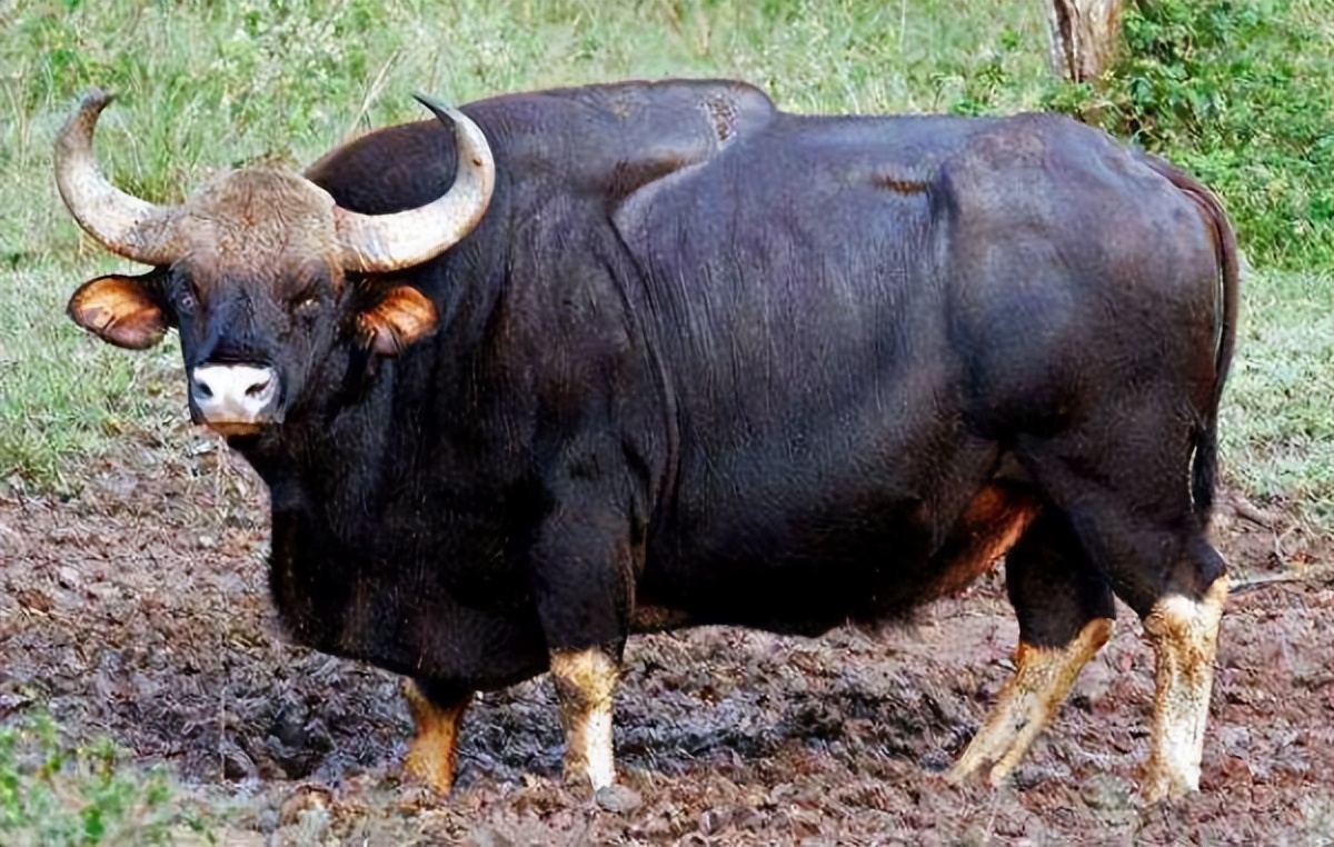 牛胃移位症状,牛胃翻转症状及治疗