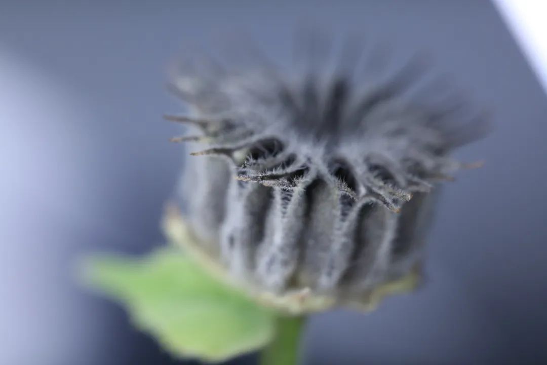 如何拍摄出惊艳的微距作品,精品微距摄影欣赏