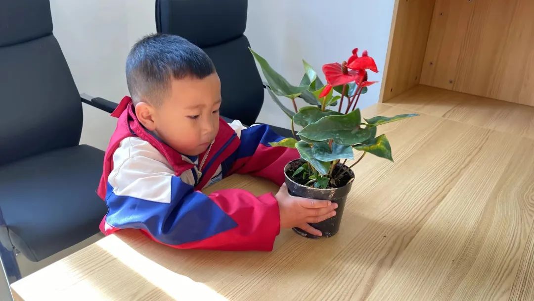 洪雅县第四幼儿园叫什么名字,洪雅第四幼儿园在哪里