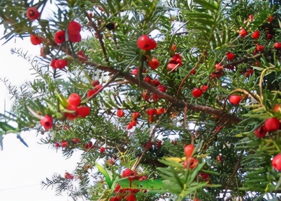 重庆南泉红豆杉,北碚青峰山红豆杉