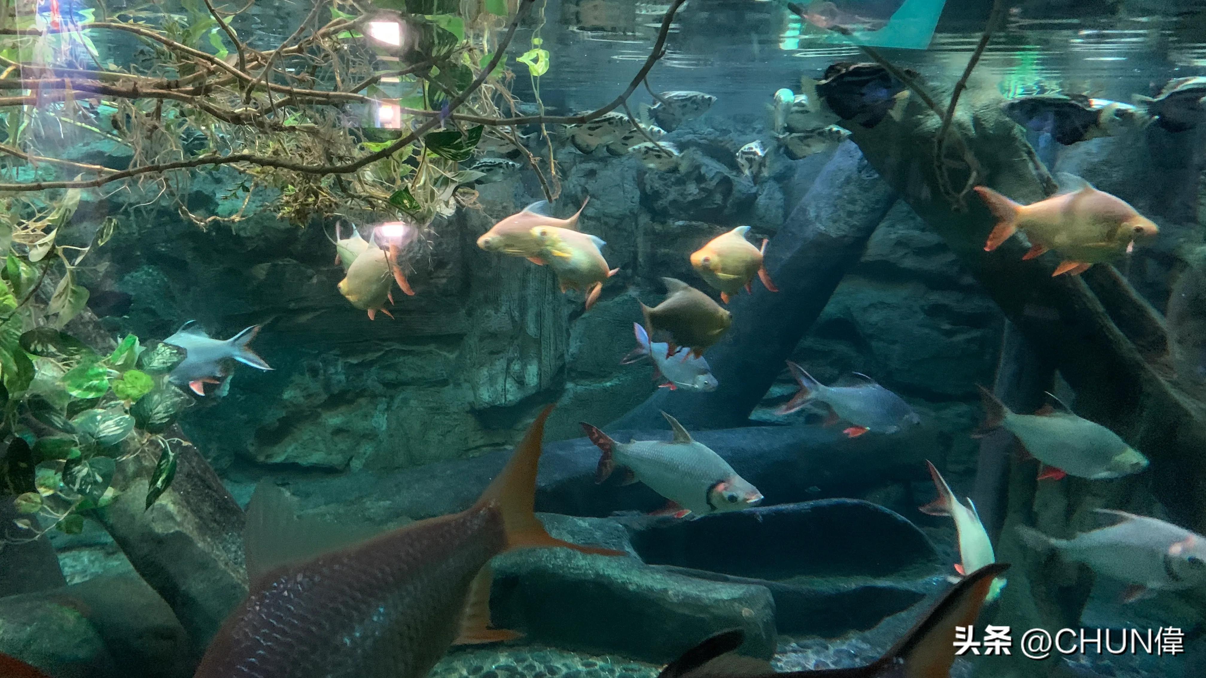 自由行厦门鼓浪屿四天怎么安排,鼓浪屿一日游五一