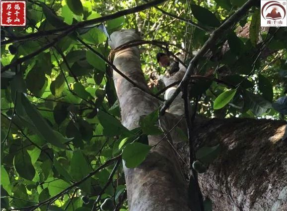 普洱市镇沅八大名茶,镇沅马邓茶去哪家买