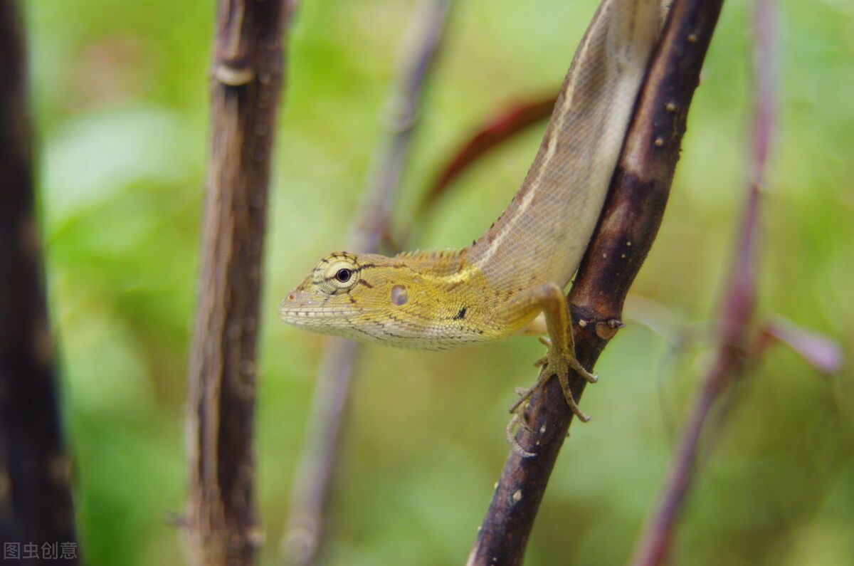 什么壁虎会挣脱掉尾巴,壁虎的尾巴是有什么功能