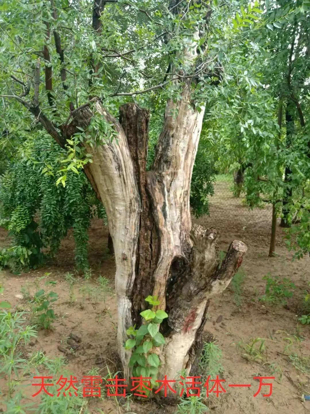传说中的十大神木,传说中的辟邪神木